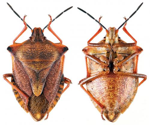 Carpocoris mediterraneus atlanticus
