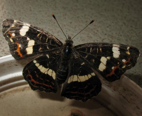 Araschnia levana