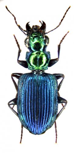 Catascopus senegalensis