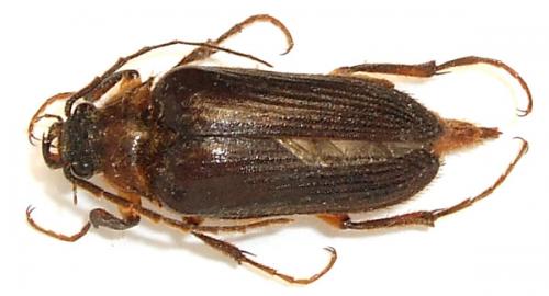 Réf. 51 293 : Cebrio fabricii