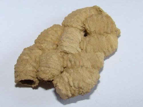 Réf. 51 928 : Auplopus sp.