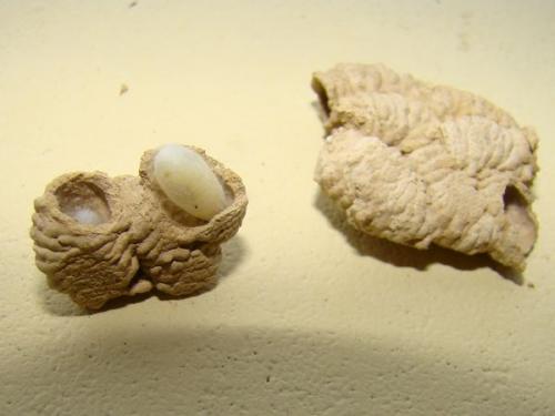 Réf. 51 929 : Auplopus sp.