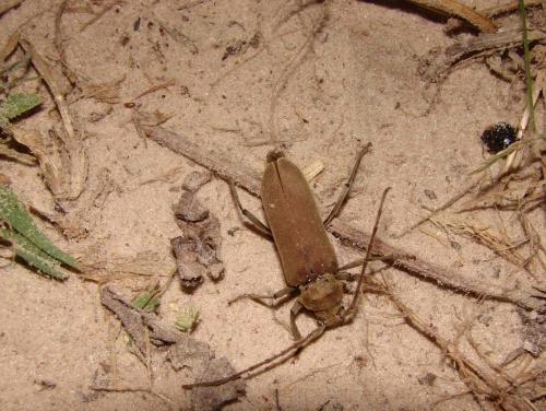 Cerasphorus hirticornis
