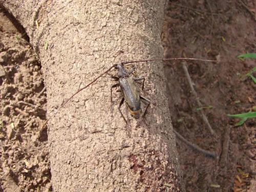 Réf. 51 760 : Pachydissus sp.