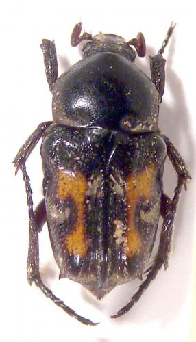 Cymophorus spiniventris