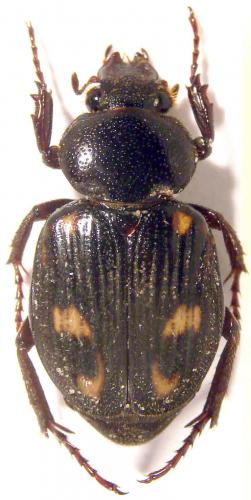 Réf. 51 409 : Clastocnemis quadrimaculatus