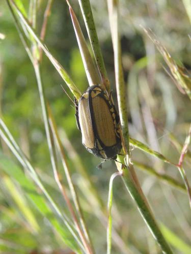 Gnathocera trivittata