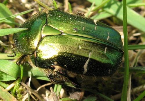 Réf. 51 503 : Cetonia aurata aurata