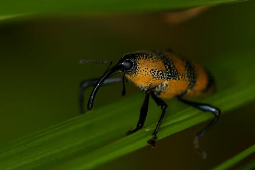 Réf. 51 864 : Cholus zonatus
