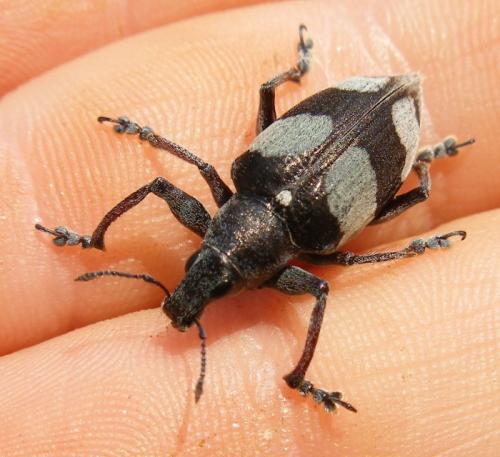 Réf. 51 634 : Polyclaeis sp.