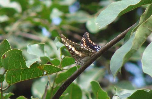 Charaxes achaemenes