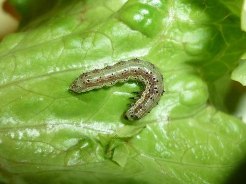 Helicoverpa armigera