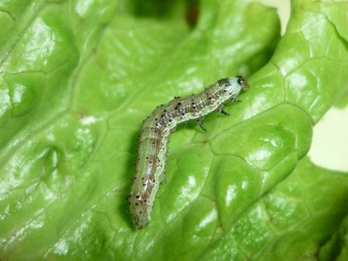 Helicoverpa armigera