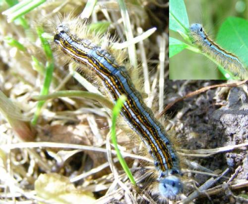 Malacosoma neustria