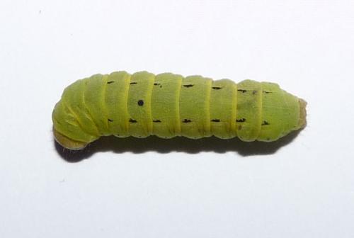 Noctua pronuba