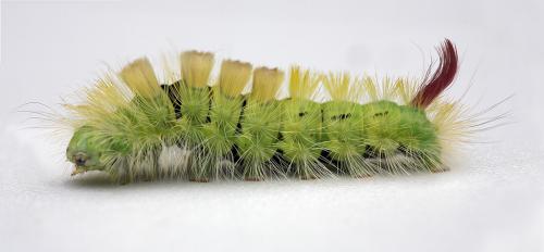Calliteara pudibunda