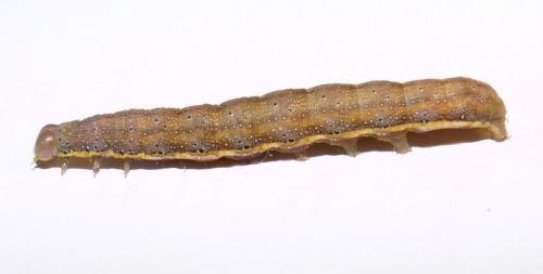 Lacanobia oleracea