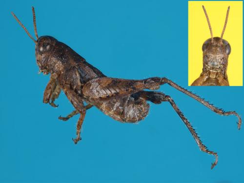 Réf. 51 306 : Pezotettix giornae
