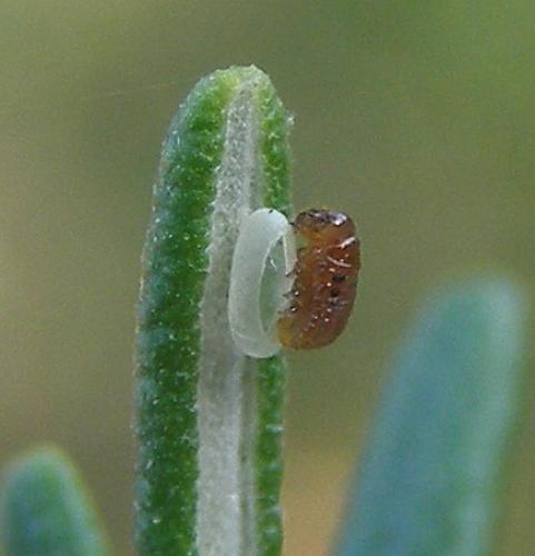 Réf. 51 085 : Chrysolina americana