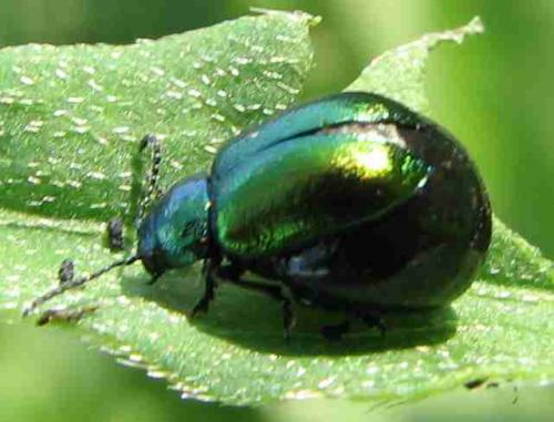 Gastrophysa viridula