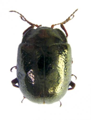 Chrysolina bankii