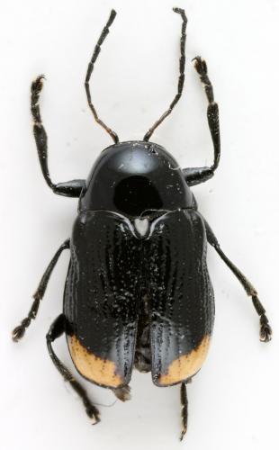 Cryptocephalus biguttatus