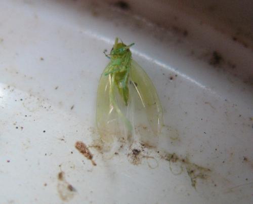 Réf. 51 341 : Empoasca sp.
