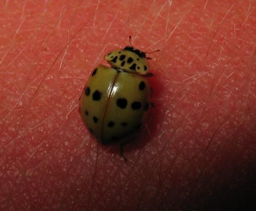 Harmonia quadripunctata