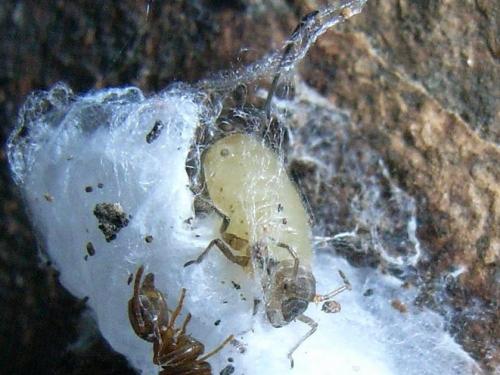 Réf. 51 311 : Stomaphis sp.