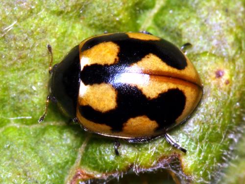 Coccinella hieroglyphica