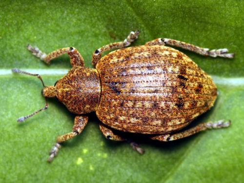 Donus ovalis