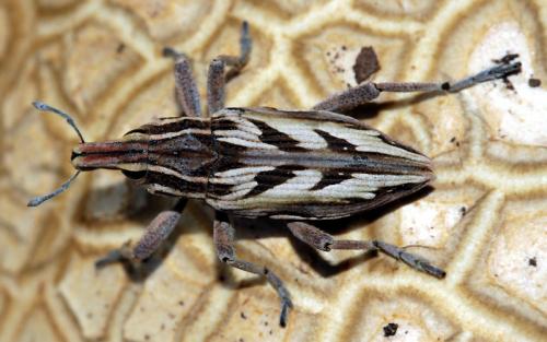 Réf. 51 623 : Coniocleonus nigrosuturatus
