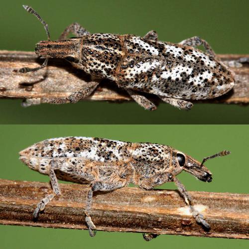 Réf. 51 624 : Cyphocleonus hedenborgi