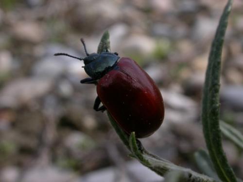 Chrysomela populi