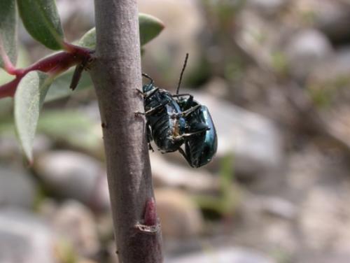 Altica sp.