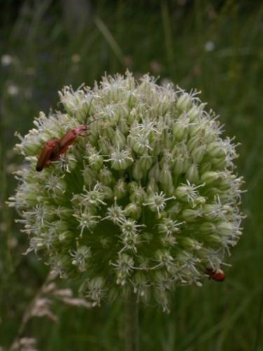 Rhagonycha fulva