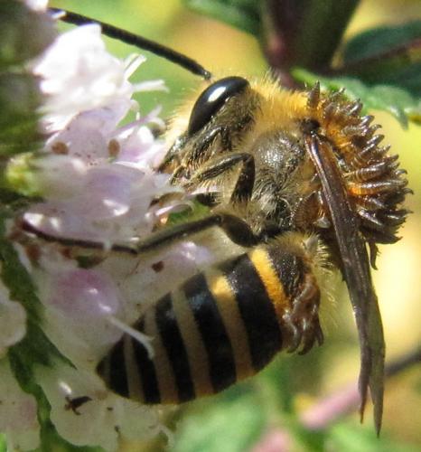 Colletes hederae