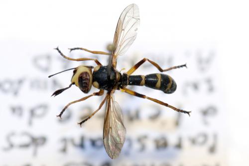 Réf. 51 971 : Conops scutellatus