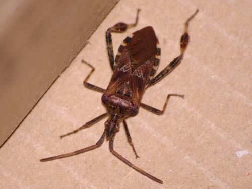 Leptoglossus occidentalis