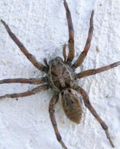 Hogna radiata