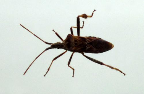 Leptoglossus occidentalis