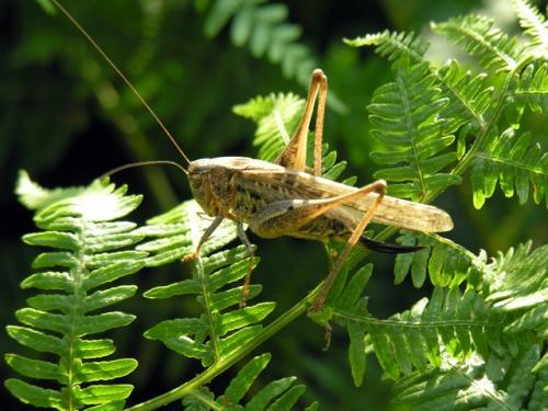 Platycleis affinis affinis