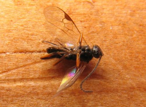 Réf. 51 786 : Cotesia sp.