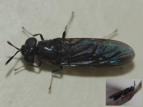 Réf. 51 303 : Hermetia illucens