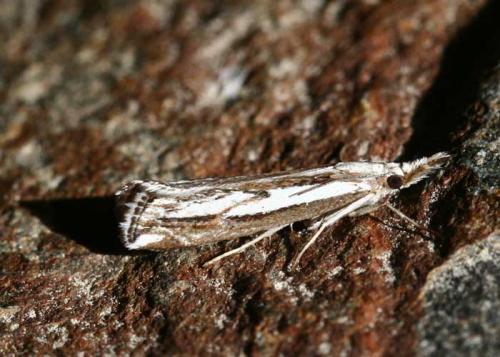 Réf. 51 810 : Catoptria staudingeri