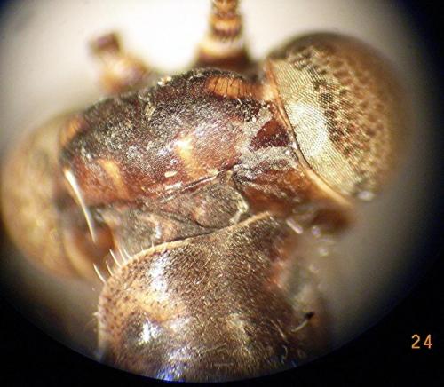 Réf. 51 295 : Creoleon corsicus