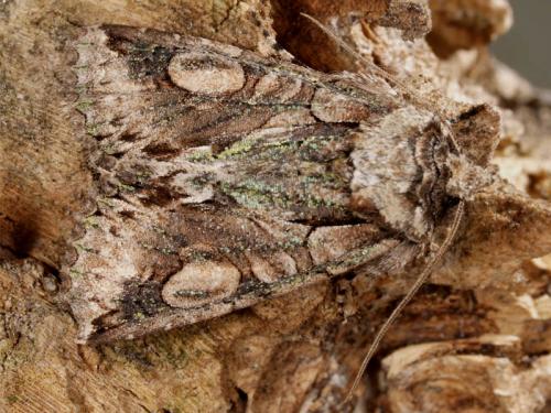 Réf. 51 878 : Allophyes oxyacanthae
