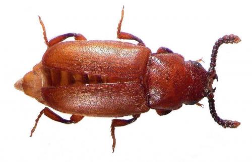 Réf. 51 226 : Antherophagus canescens