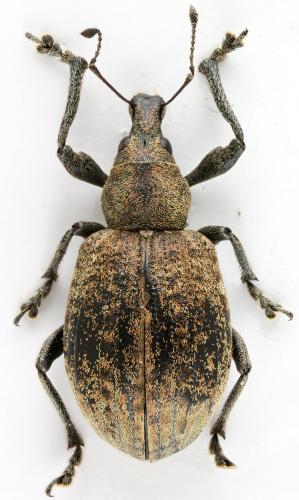 Réf. 51 458 : Liophloeus tessulatus