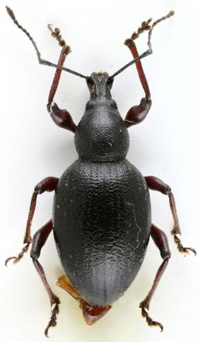 Otiorhynchus sp.